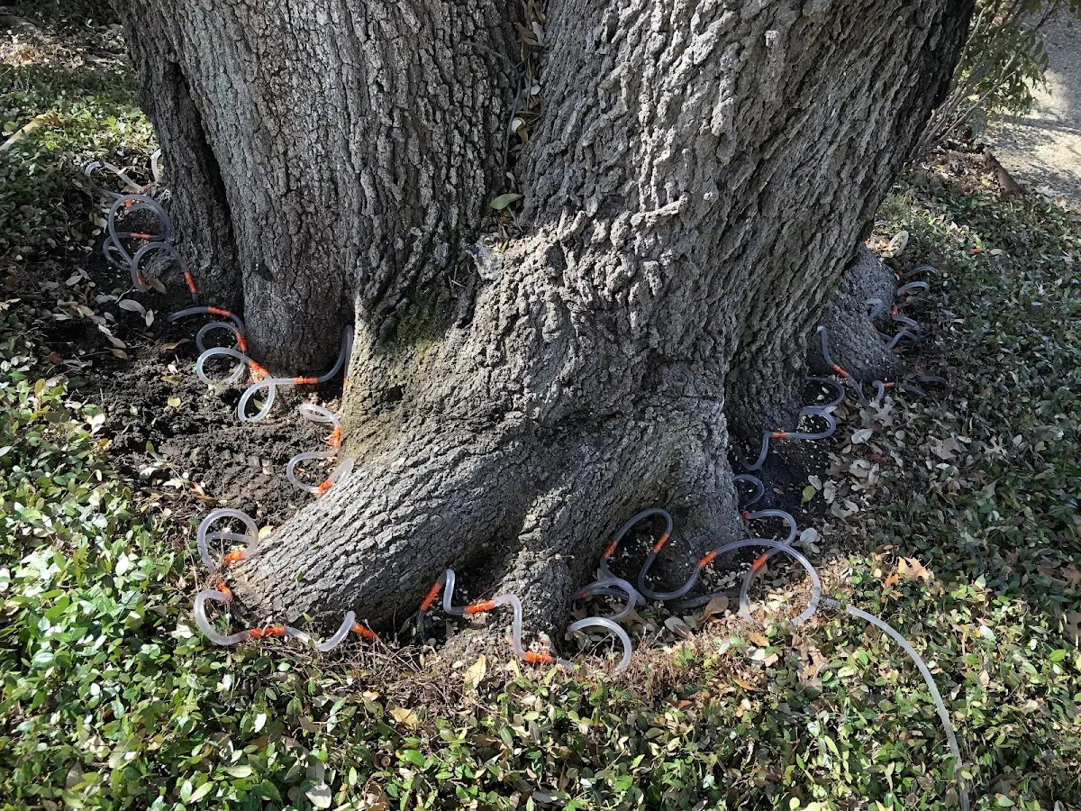 Detailed Tree Cabling and Bracing job site in Green Springs