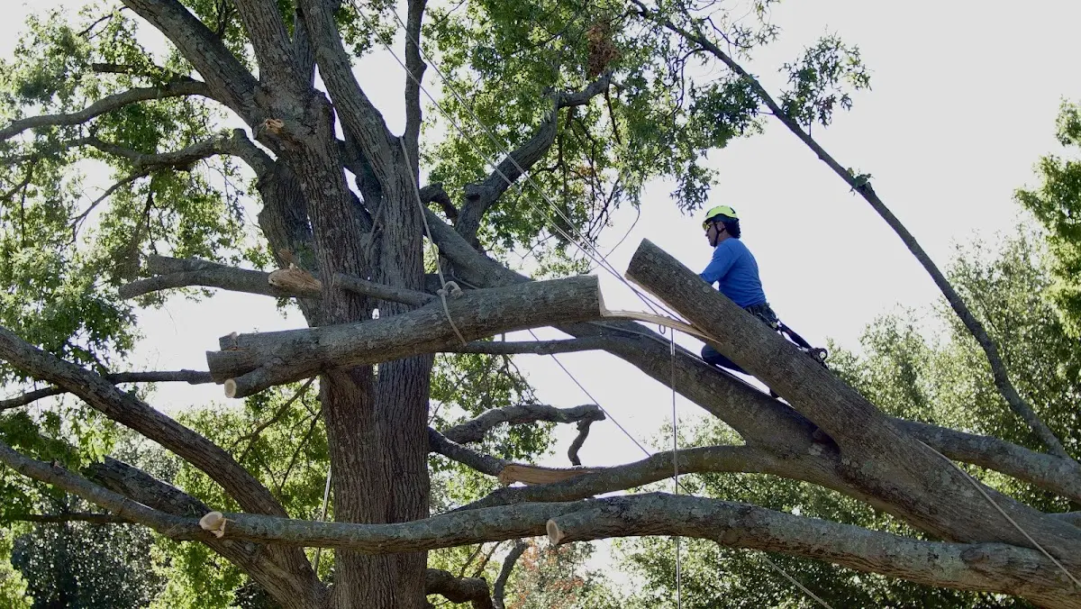 Professional Crown Thinning performed by certified arborists in Green Springs