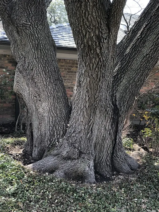 Mature heritage tree close to a Green Springs property cared for by certified arborists